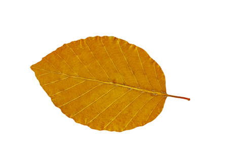 Dry autumn leaf of beech (Fagus)  Isolated on white. の写真素材