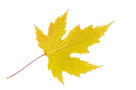 Dry autumn leaf of maple . Isolated on white. の写真素材