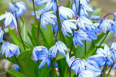Scilla, blue flower