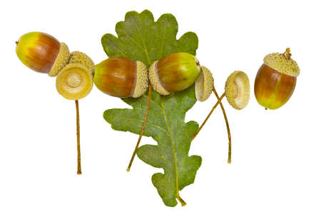 Acorns and dried leaf