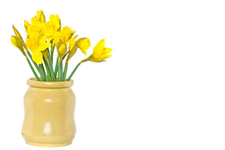 Daffodil  Narcissus jonquilla の写真素材