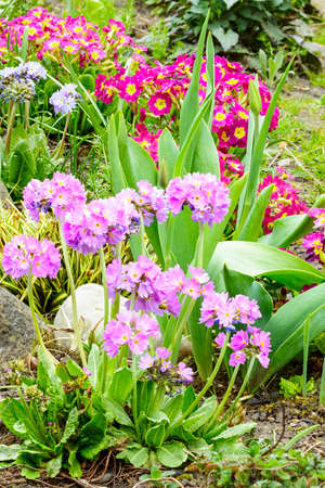 Primrosesの写真素材