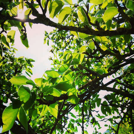 Sun shines trough leaves
