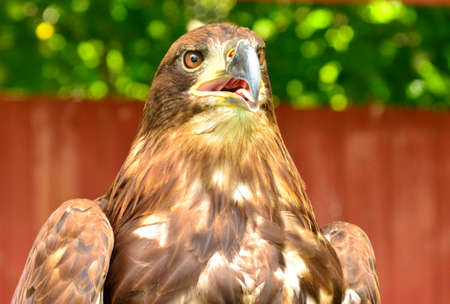 eagle