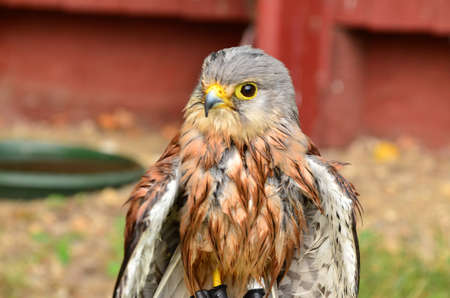 common kestrel