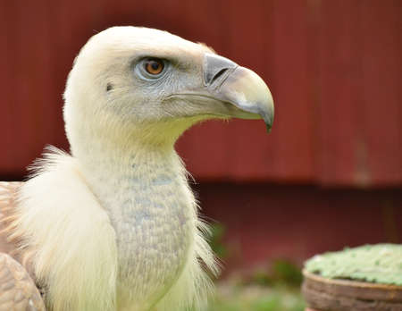 griffon vultureの写真素材