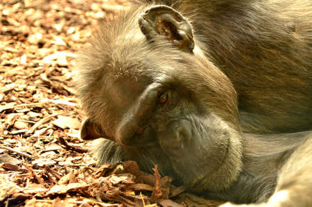 detail of a chimpanzee in a zoo photographed in summerの写真素材