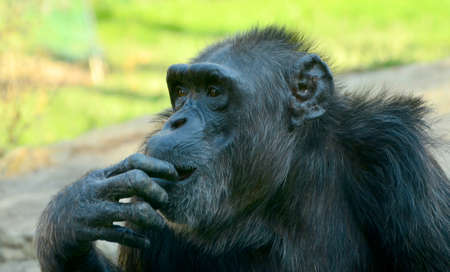 detail of a chimpanzee in a zoo photographed in summerの写真素材