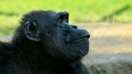 detail of a chimpanzee in a zoo photographed in summerの写真素材
