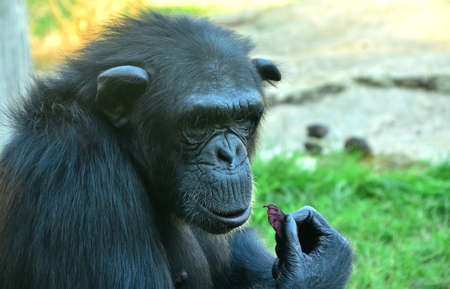 detail of a chimpanzee in a zoo photographed in summer