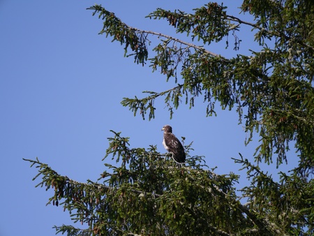 Juvenile Bald Eagle in treeの写真素材