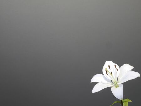 White lily; close-upの写真素材