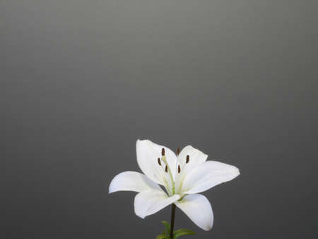 White lily; close-up