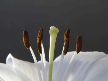White lily; close-upの写真素材