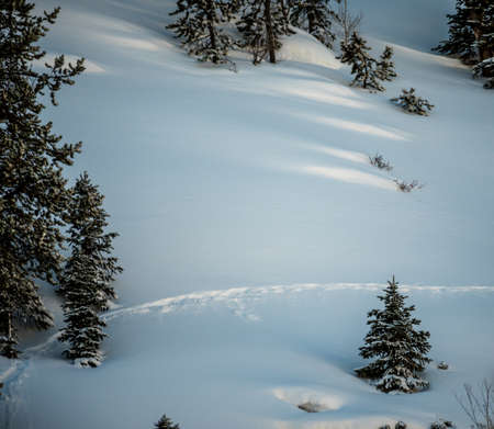 Single wildlife trail through pristine snow among evergreen trees
