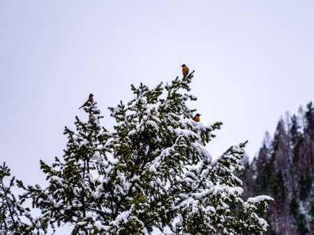 Robins in a snow covered tree in winterの写真素材