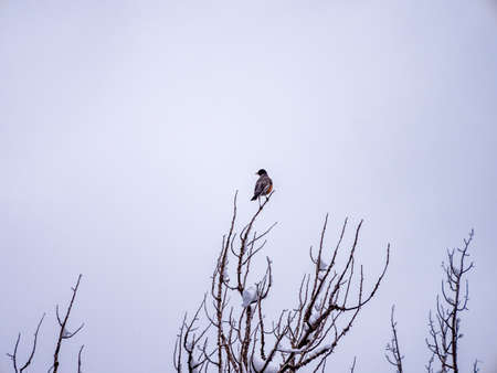 Solitary robin in winter at tip of tree branchの写真素材