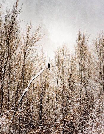 Solitary hawk on a curved branch during snow