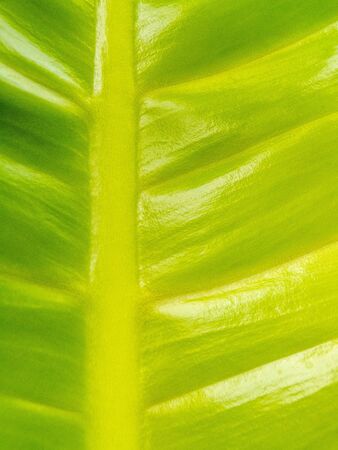 Yellow and green leaf shot very close, portrait orientationの写真素材