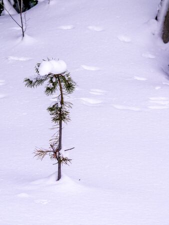 Pine tree alone in fresh snowの写真素材