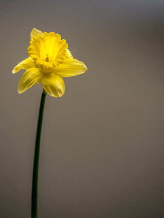Isolated daffodil, portrait orientation, with copy spaceの写真素材