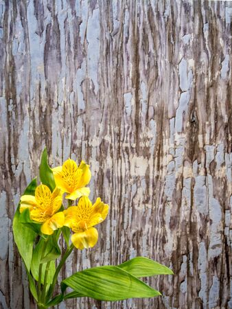 Alstroemeria on blue- grey peeling paint background, portrait orientationの写真素材
