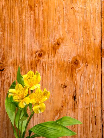 Alstroemeria on plywood background, portrait orientationaの写真素材
