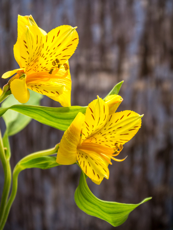 alstroemeria on blue- grey background, portrait orientationの写真素材
