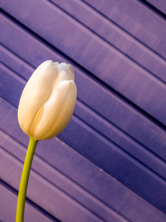White tulip flower, portrait orientationの写真素材