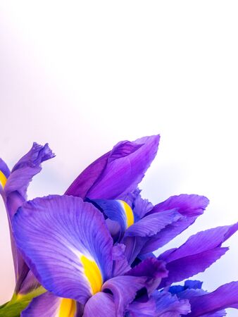 bunch of iris on white background, portrait orientationの写真素材