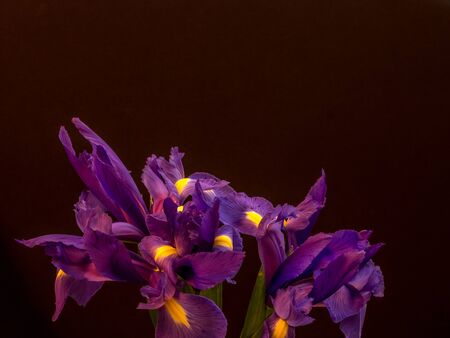 Bunch of iris on black background