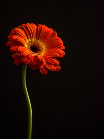 colorful daisy close up with copy space, portrait orientationの写真素材