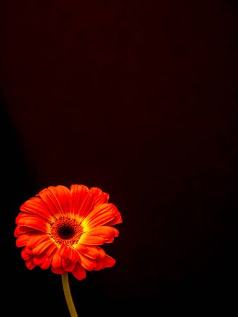 colorful daisy close up with copy spaceの写真素材