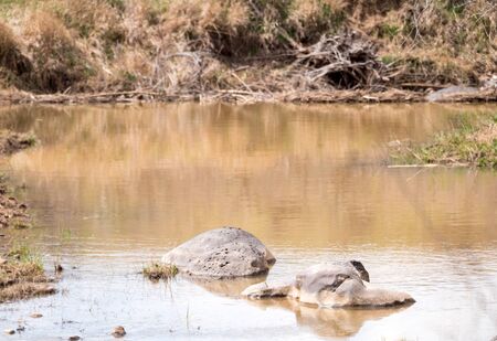isolated rocks in a calm stream, landscape orientationの写真素材