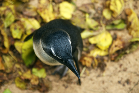 Pinguin standing on yellow autumn leaves