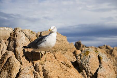 Seagull sitting on rocks in the sunの写真素材