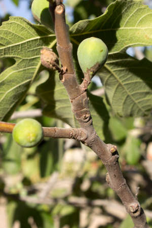 This is a closeup photograph of Figs