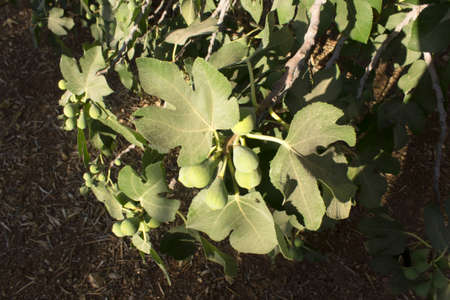 This is a photograph of a Fig tree