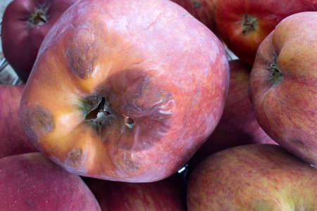 This is a photograph of Rotten and Fresh Applesの写真素材