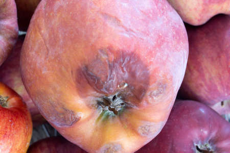 This is a photograph of Rotten and Fresh Applesの写真素材