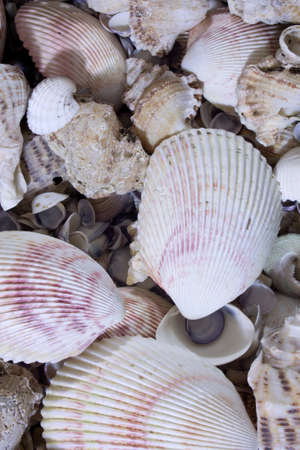 This is a photograph of Sea shells