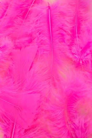 This is a photograph of Bright Pink craft feathers backgroundの写真素材