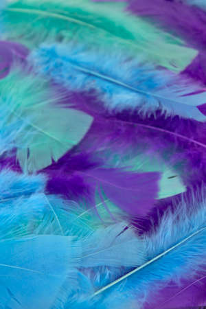 This is a photograph of Blue,Green and Purple craft feathers background
