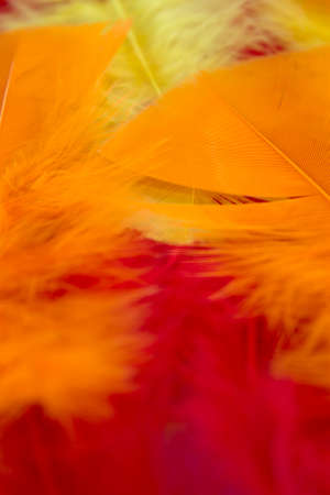This is a photograph of Yellow,Red and Orange craft feathers backgroundの写真素材