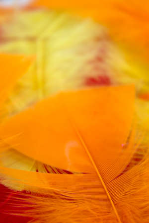 This is a photograph of Yellow,Red and Orange craft feathers backgroundの写真素材