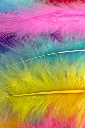 This is a photograph of colorful craft feathers backgroundの写真素材