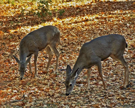 Two deer in Yosemite National Parkの写真素材