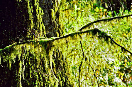 moss hanging from redwoods