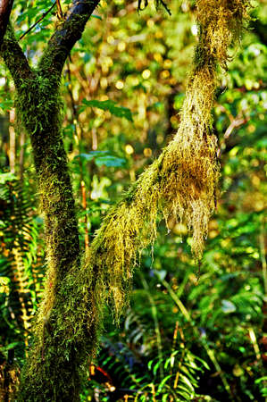 long hanging moss