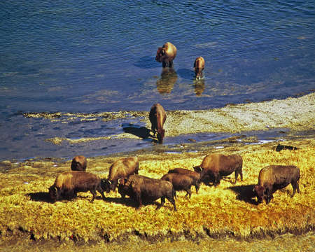 bison in the riverの写真素材
